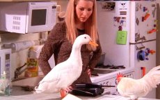 Куда делись цыплёнок и утка из сериала Друзья?